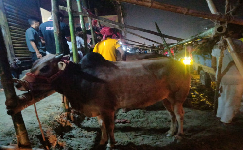 জম জমাট রাজধানীর দনিয়া, শনির আখড়া ও যাত্রাবাড়ীর কোরবানির পশুর হাট 